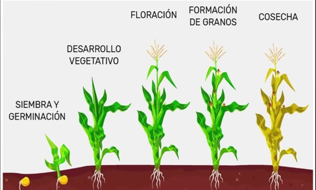 Fuente (Zea mays cf., 2016)