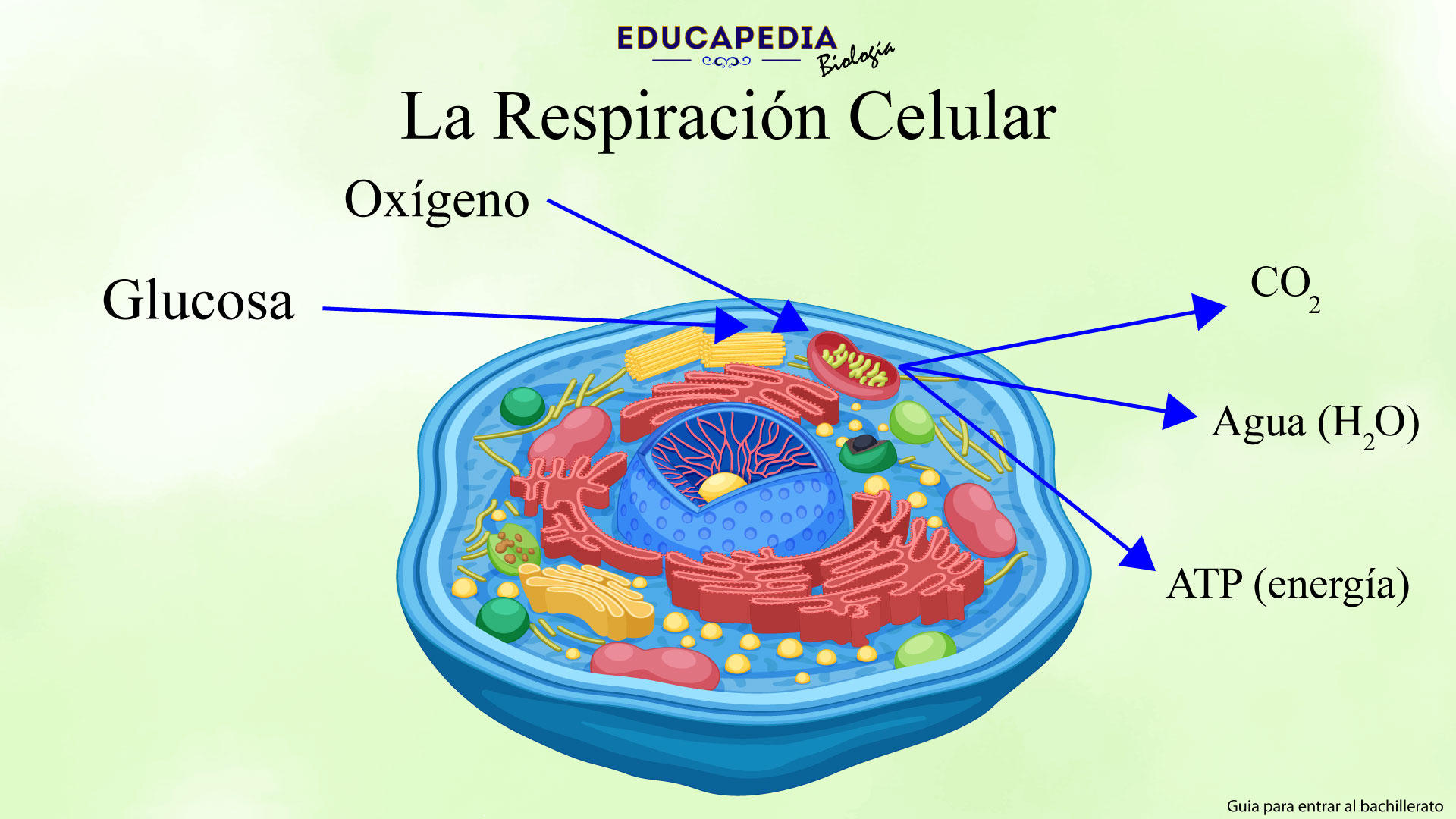 Fuente (educapedia, 2018)